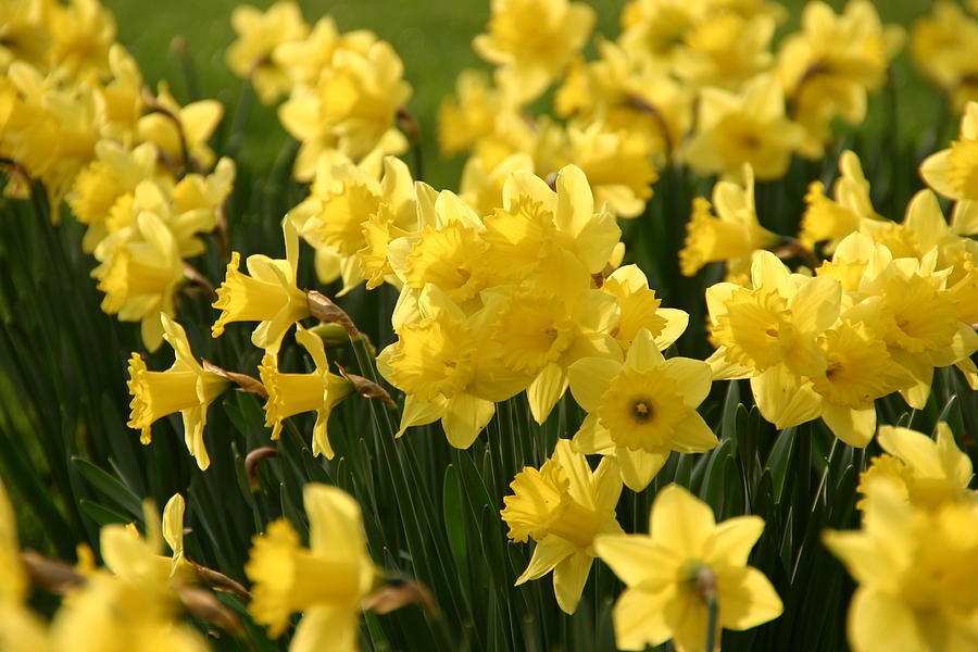 Host Of Golden Daffodils Photograph By Martina Fagan