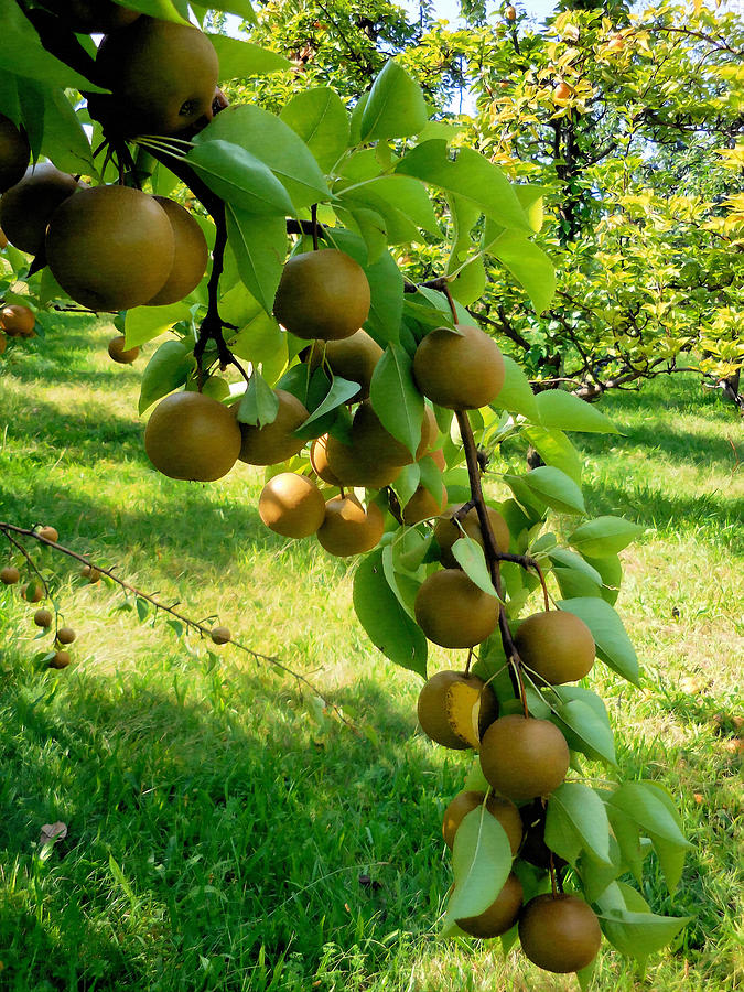 Asian pear tree in kentucky