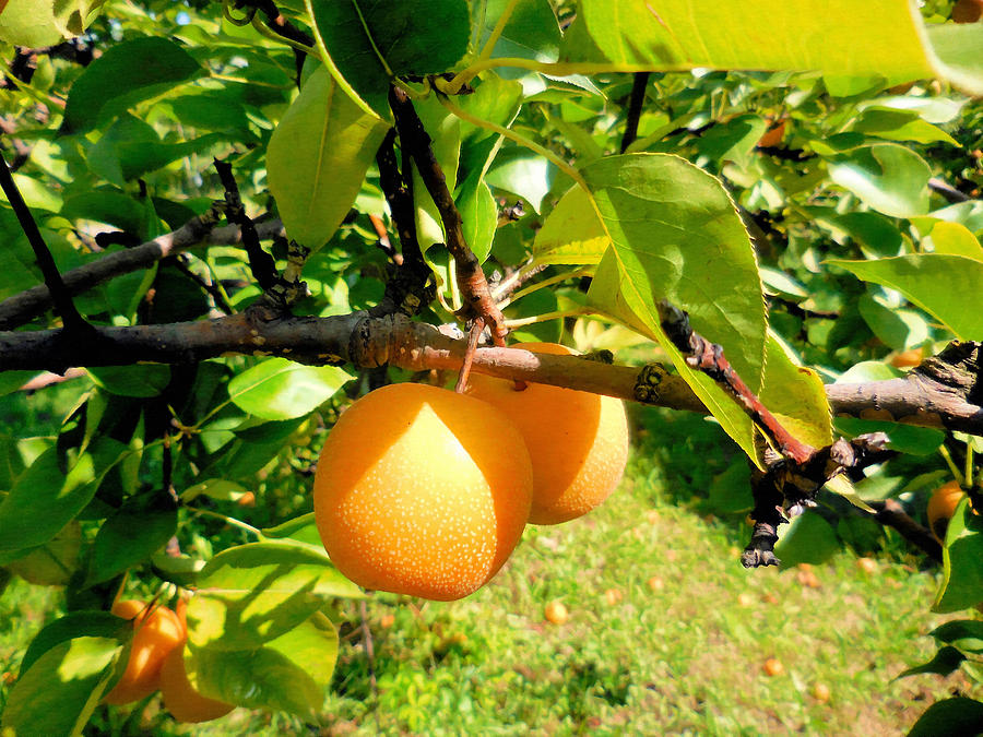 Asian pear seeds