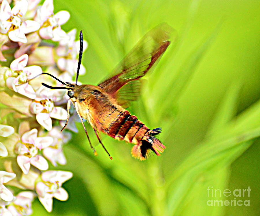 Hummingbird Clearwing Moth Photograph By Mark Guilfoyle Fine Art America