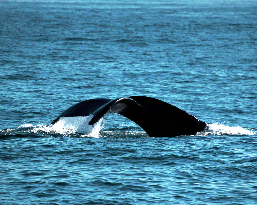 Humpback Whale Tail Photograph By Pauline Darrow Fine Art America