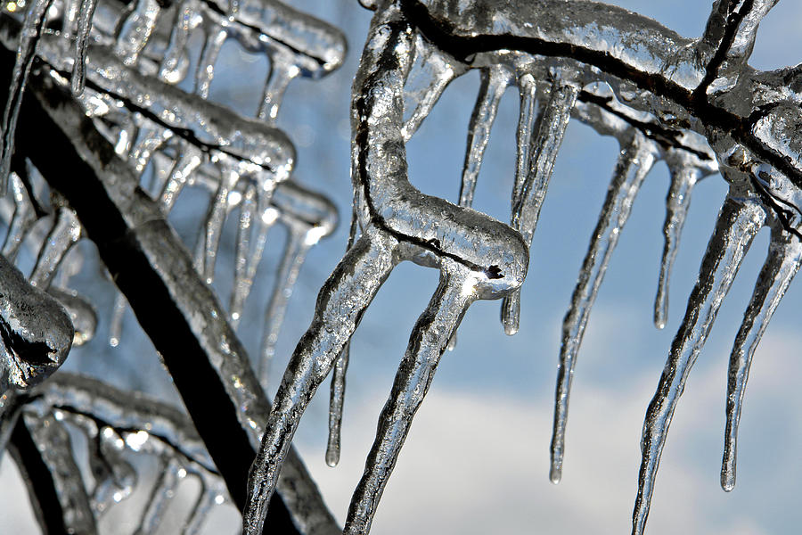 Ice On Branches Photograph By Ely Greenhut Fine Art America