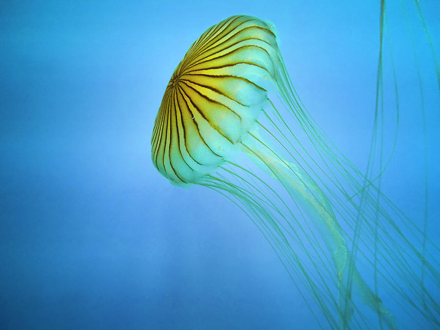 Jellyfish Floating Underwater In The Blue Sea Photograph By Jim Vecchione