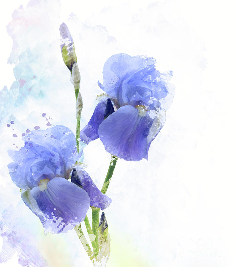 Iris Flowers Watercolor Digital Art By Svetlana Foote Fine Art America