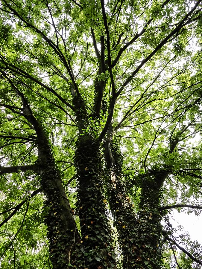 Ivy Covered Tree Knoxville Tn 02 Photograph by Cynthia Woods
