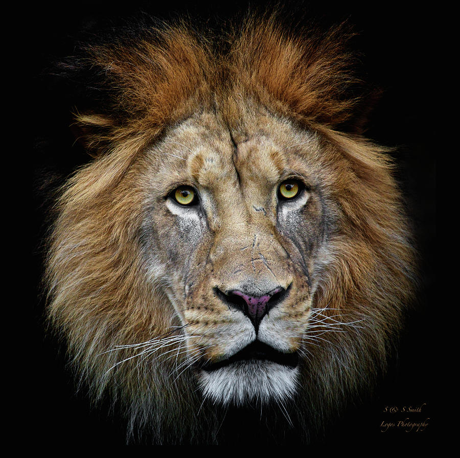 King Of Beasts Photograph By Steve And Sharon Smith Fine Art America