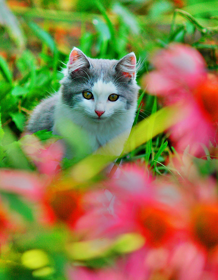 Kitten In Pink Photograph by Emily Stauring