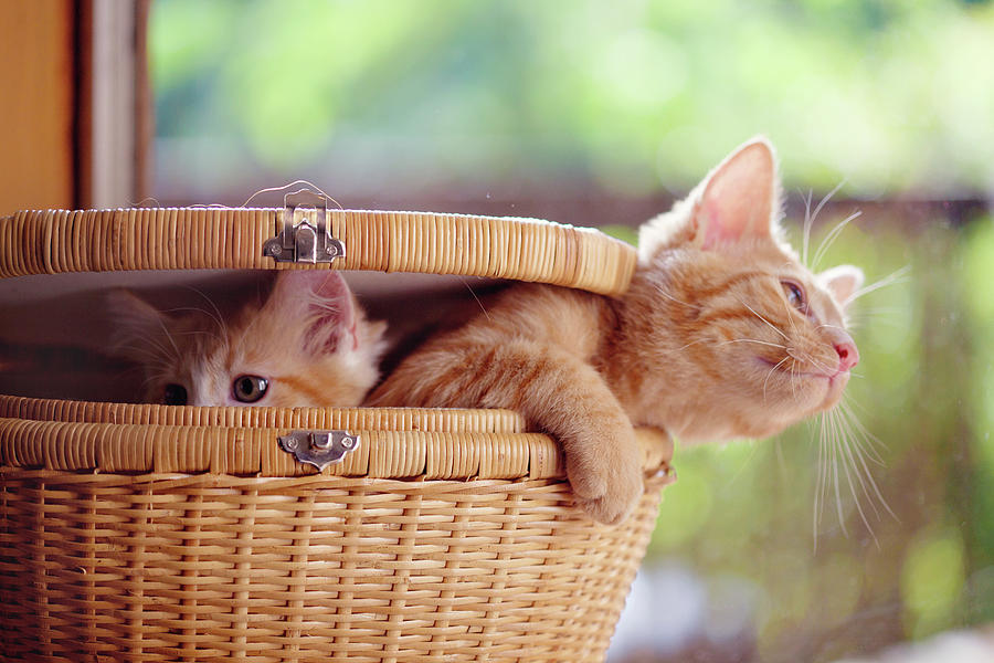Kittens In Basket Photograph by Sarahwolfephotography