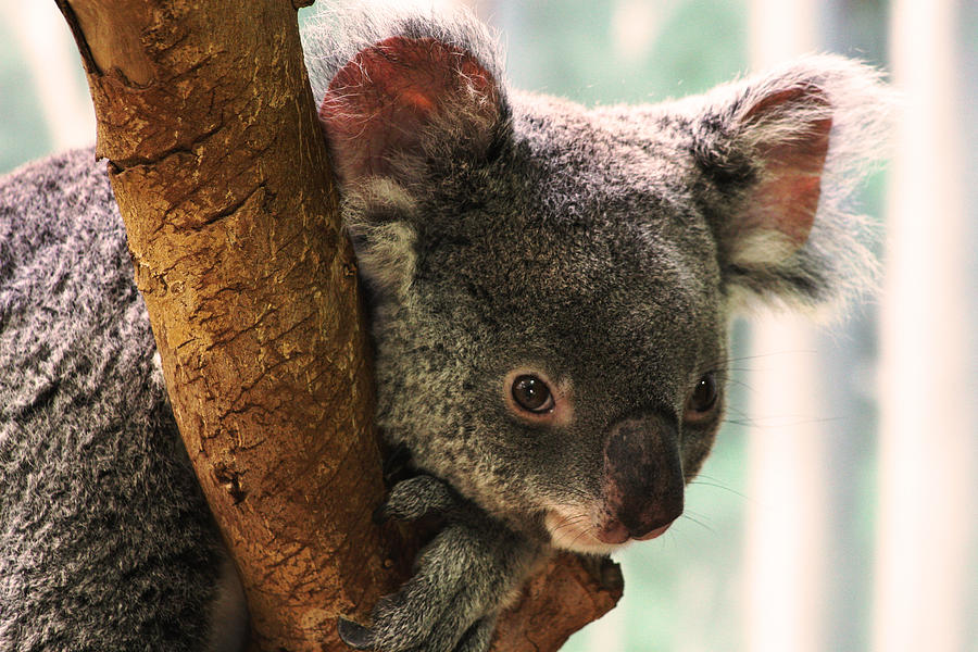 Koala Portrait Photograph By Brian M Lumley Fine Art America