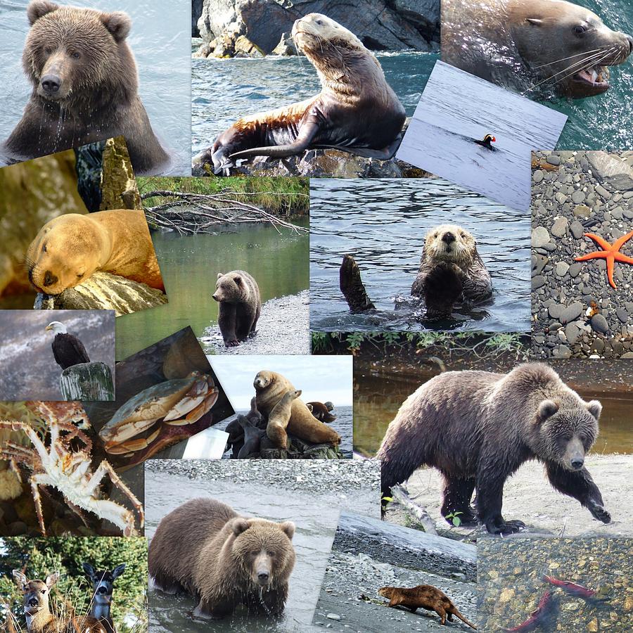 Kodiak Island Wildlife Photograph By Penelope Cyr Lorenson