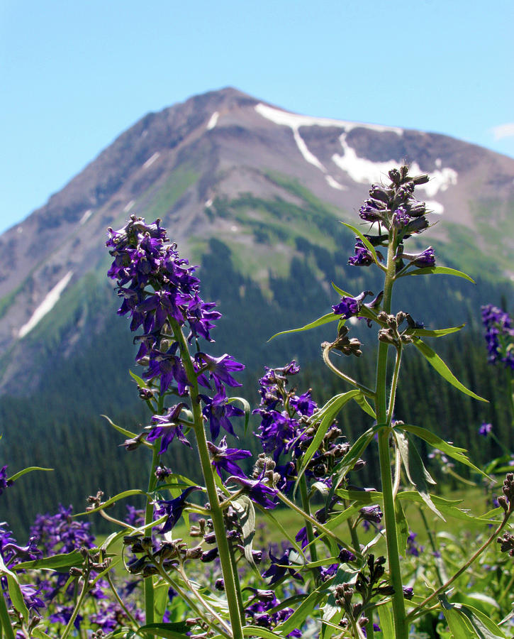 Larkspur Wildflowers Photograph by Crystal Garner