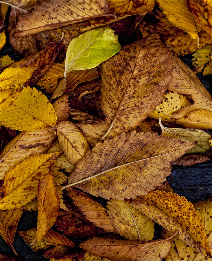 Leaf Litter Photograph by Robert Ullmann