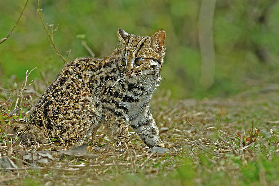 Asian cat leopard sale