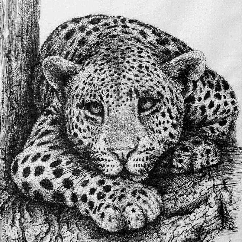 Leopard Drawing by Rens Ink