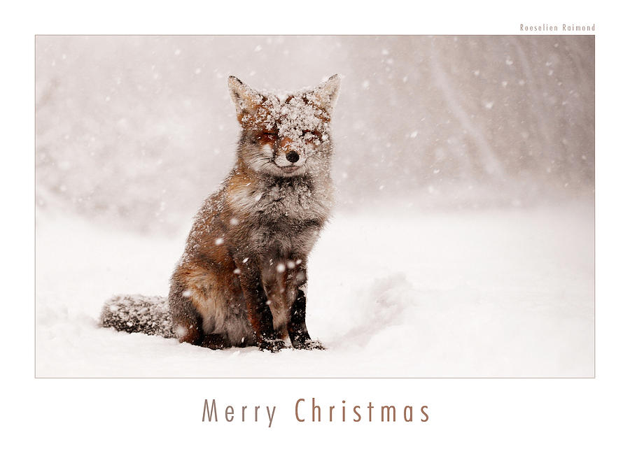 Let It Snow 6 Christmas Card Red Fox In The Snow Photograph by