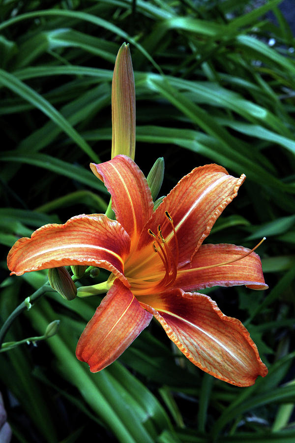 Lilly Photograph By Olga Kornienko Fine Art America