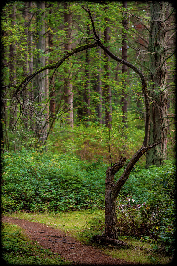 Lincoln Park Photograph By Mike Penney Fine Art America