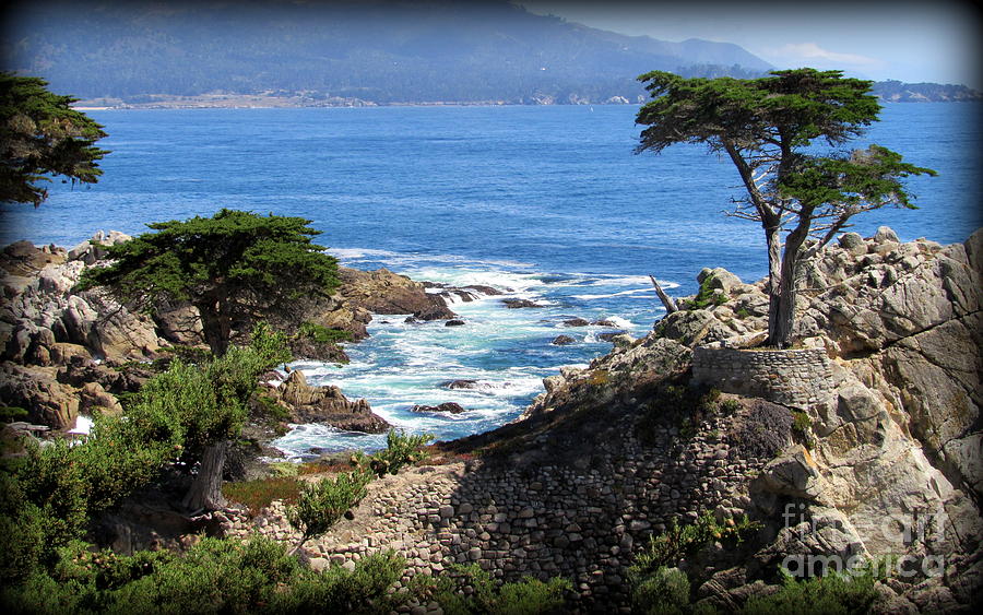 Lone Cypress Along Monterey Bay Photograph By Joy Patzner