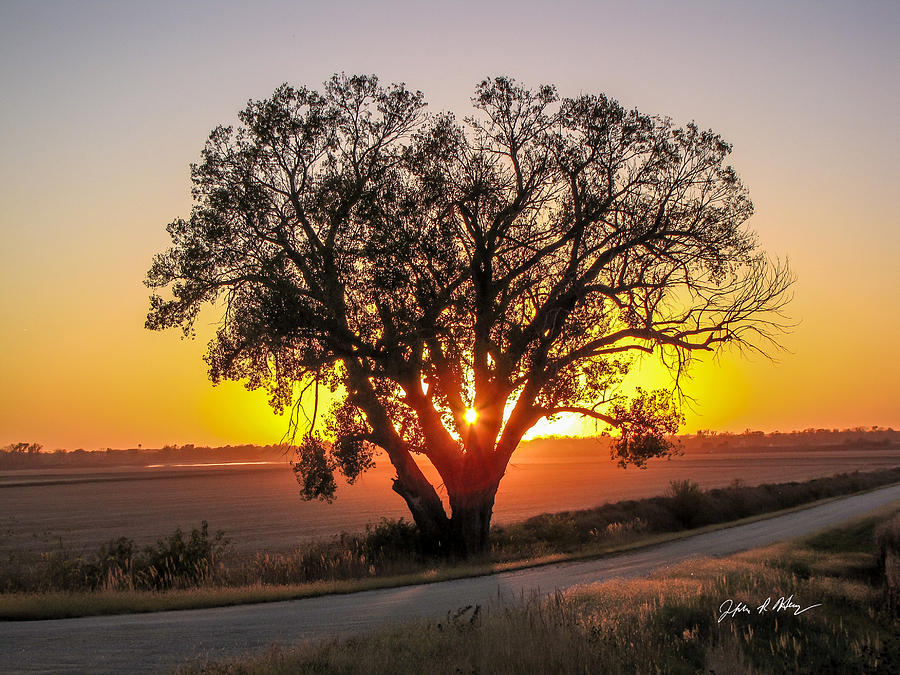 Lone Tree At Sunset Photograph by Jeffrey Henry