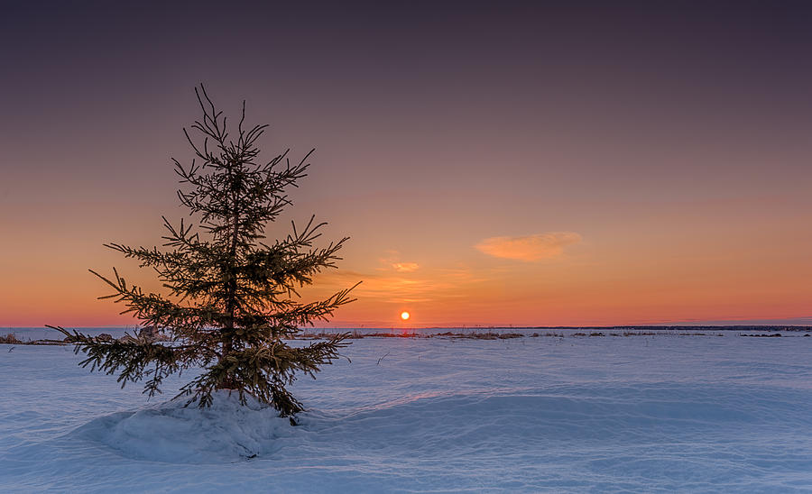 lonely christmas tree photograph by alec hickman lonely christmas tree photograph by alec hickman