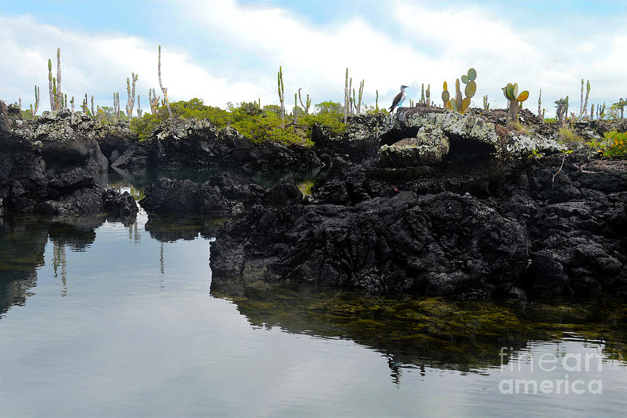 Los Tuneles In The Galapagos Islands Photograph by Catherine Sherman