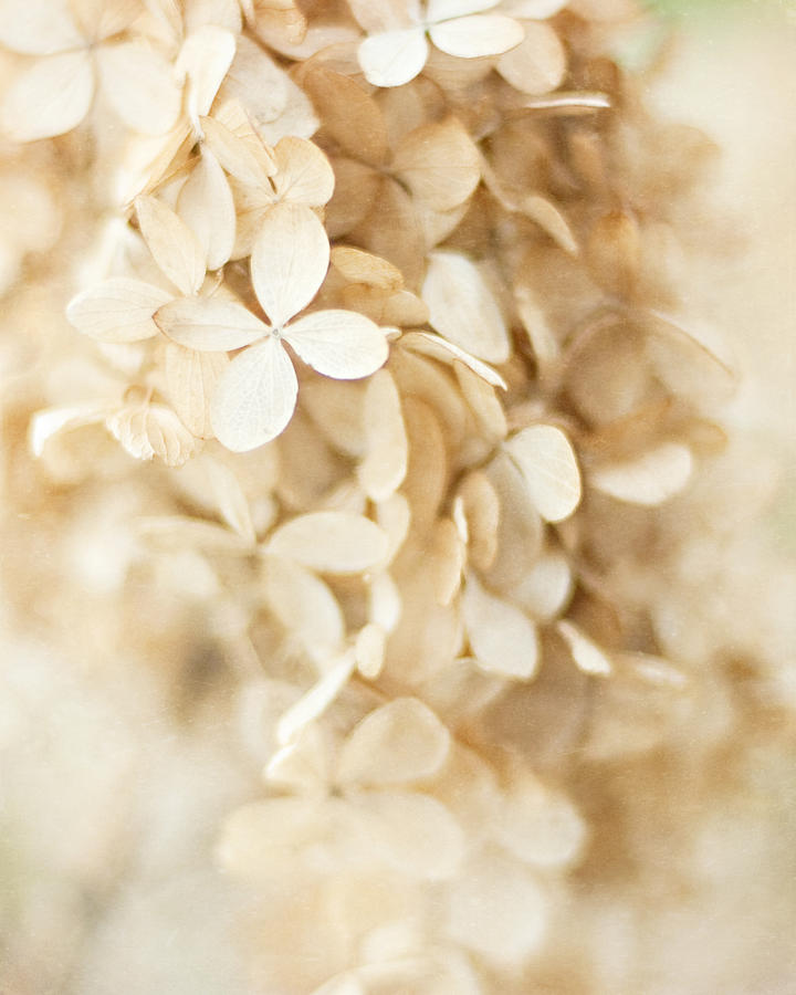 Beige Dry Flowers