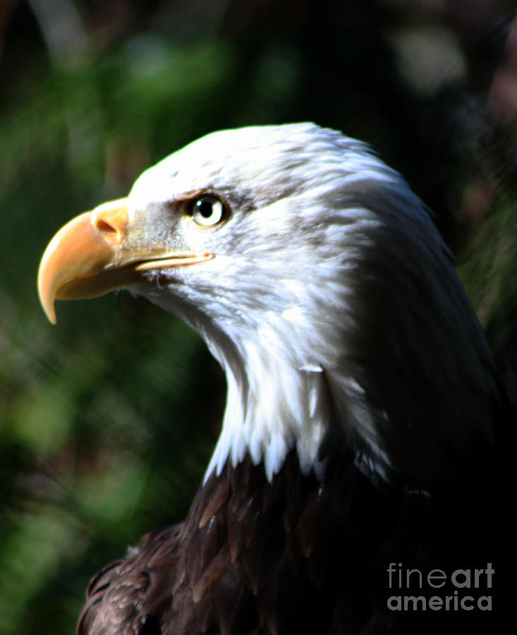 Majestic Bald Eagle Photograph By Nick Gustafson Pixels