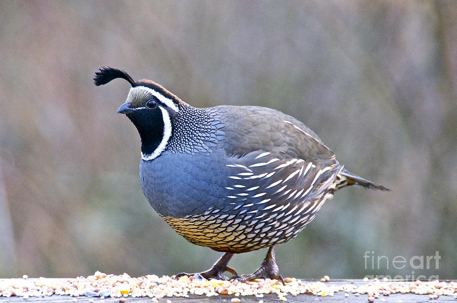 Male California Quail Photograph By Sean Griffin