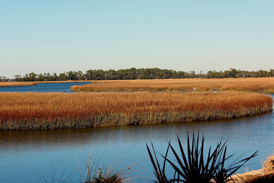 Marsh View Photograph by Rosanne Jordan