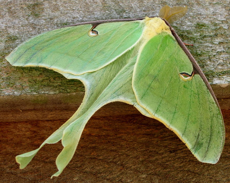 Maryland Luna Moth Photograph by Joshua Bales