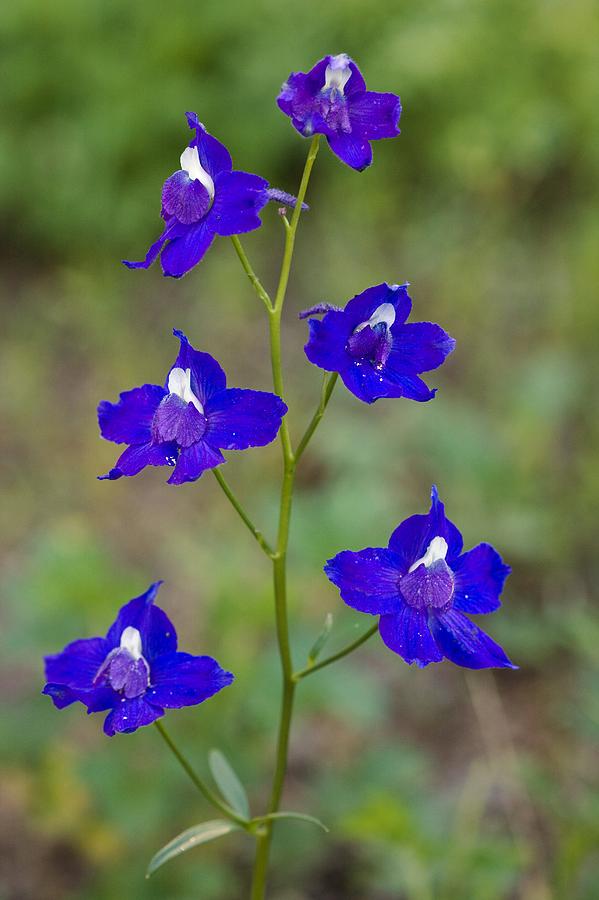 Menzies Larkspur Delphinium Menziesii Photograph By Bob Gibbons