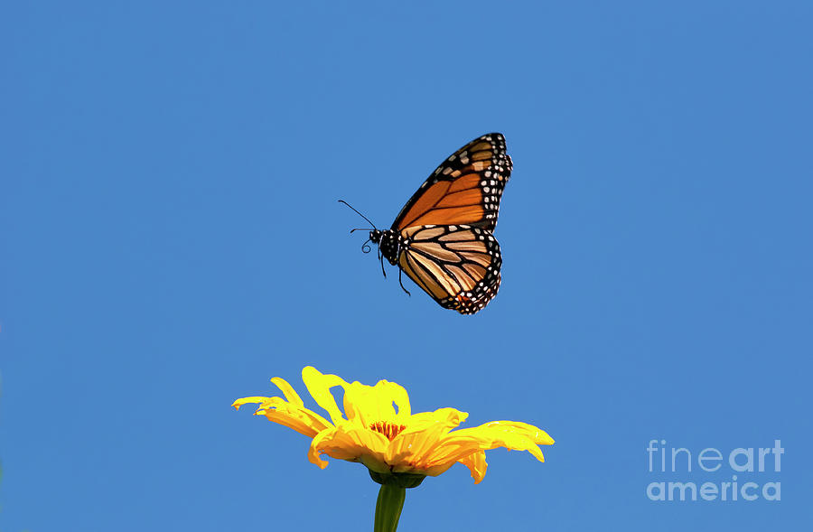 Monarch Butterfly In Flight Photograph by Jim McKinley
