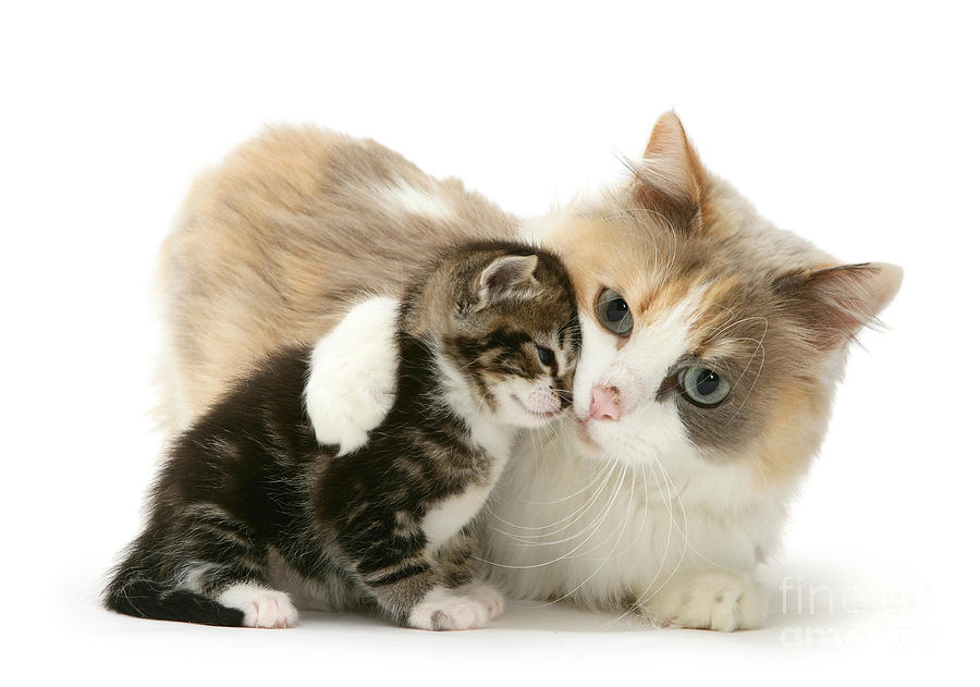 Cougar loves kittens