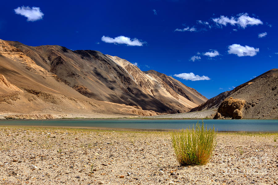 Mountains And Green Vegetation Chagor Tso Lake Leh Ladakh Jammu Kashmir India Photograph By