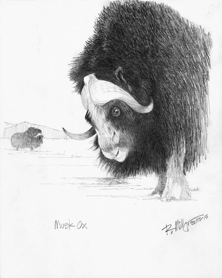 Musk Ox Drawing by Robert Miller