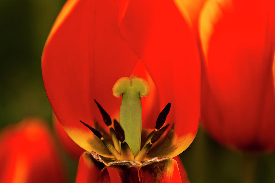 Naked Tulip Photograph By Tamyra Ayles Fine Art America