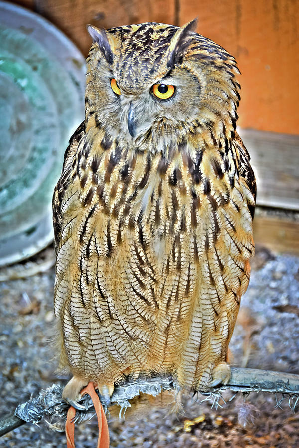 neon-owl-photograph-by-dave-taylor