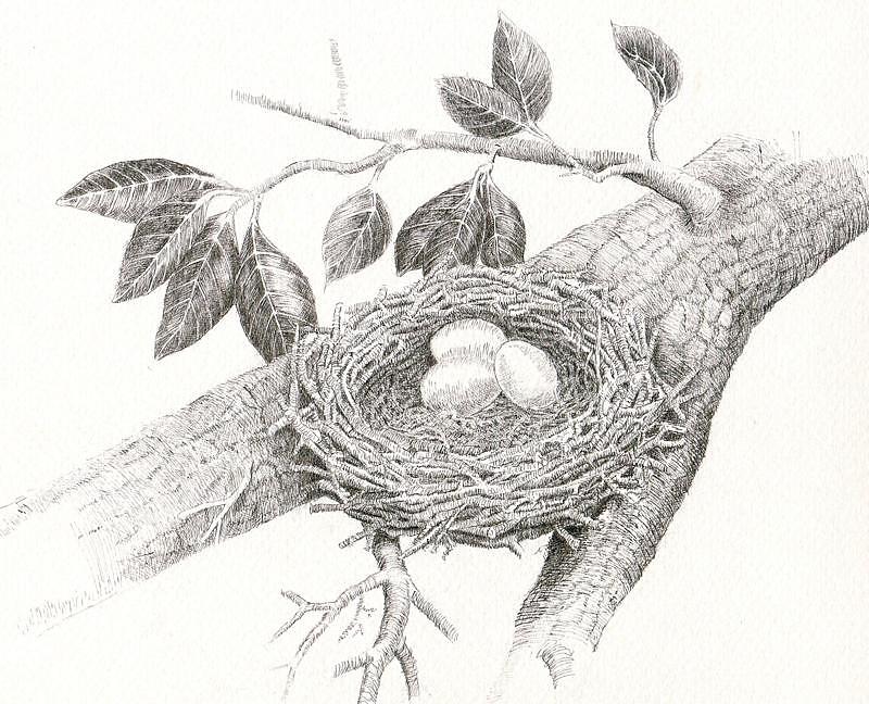 Nest Of Eggs Drawing by H C Denney