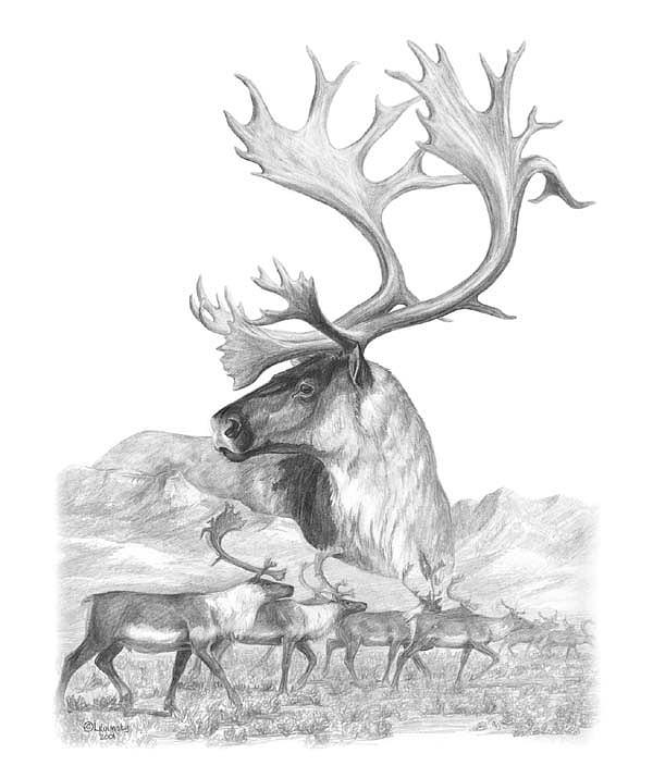 North American Nobility Caribou Drawing by Laurie McGinley