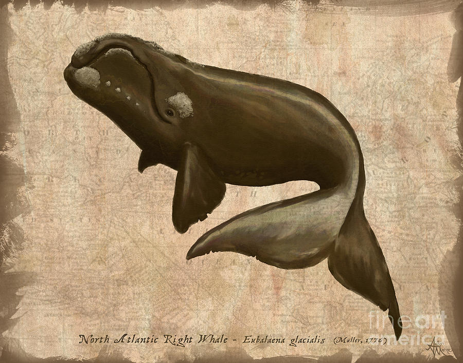 North Atlantic Right Whale Drawing by Amber Marine