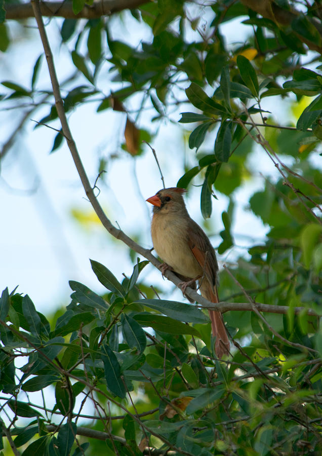 Northern Cardinal Female Photograph By Alicia BRYANT Fine Art America