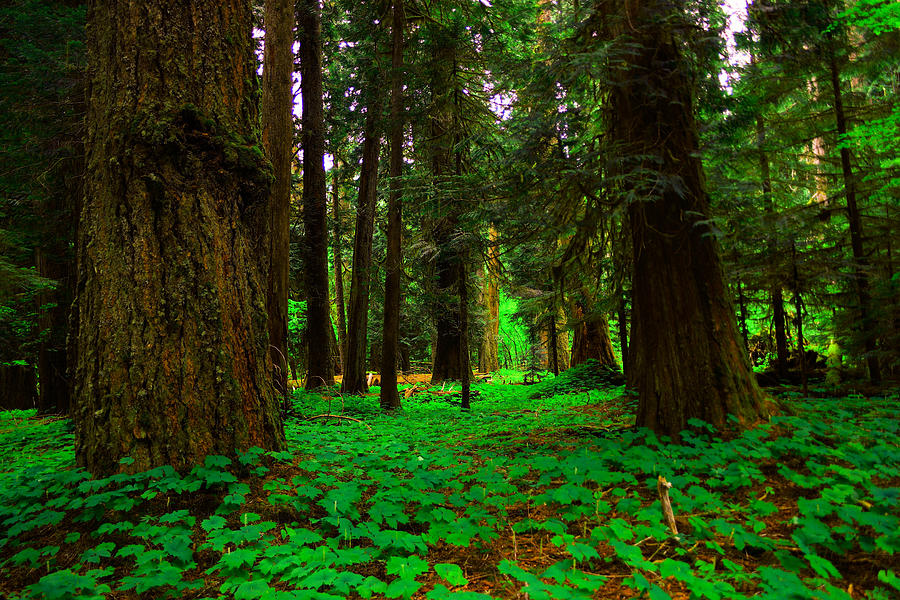 old-growth-forest-photograph-by-jeff-swan