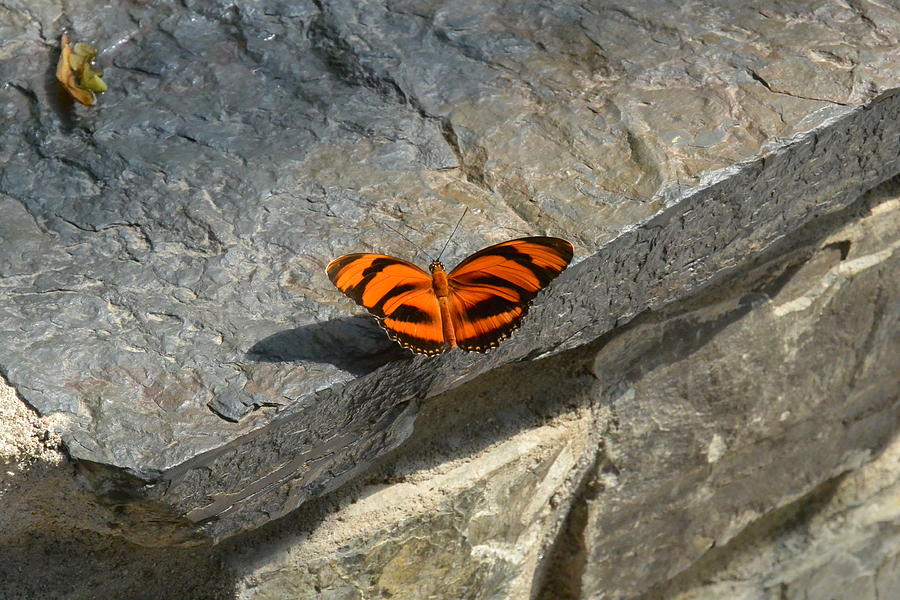 Orange Black Striped Butterfly Photograph by Nicki Bennett