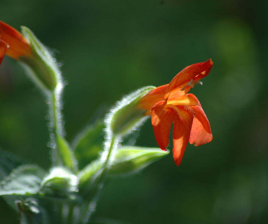 Orange Wildflower In The Desert Photograph By Teresa Stallings Fine