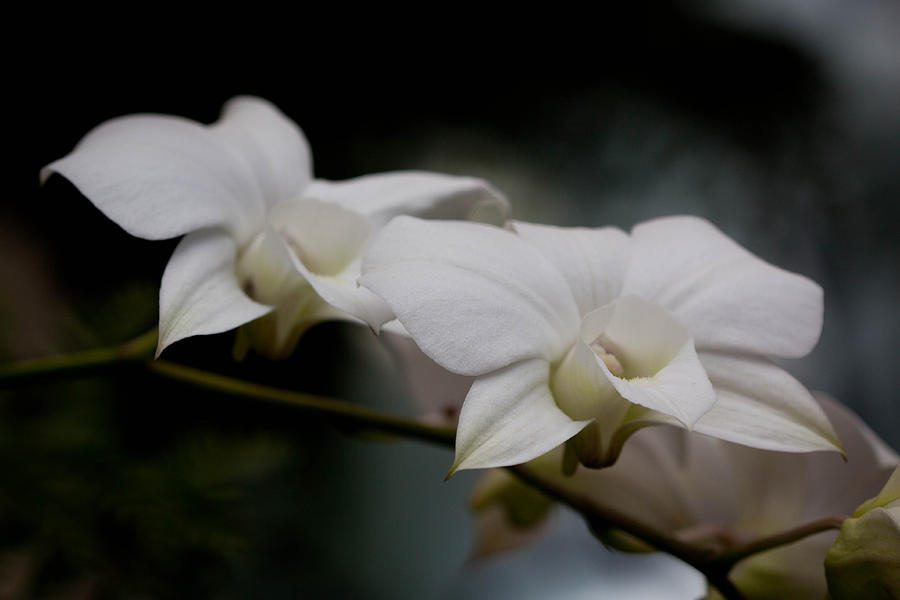 Orchid Mist Photograph