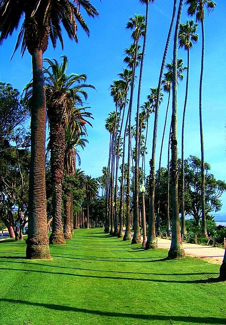 palm tree lane photograph by frank rozasy palm tree lane photograph by frank rozasy