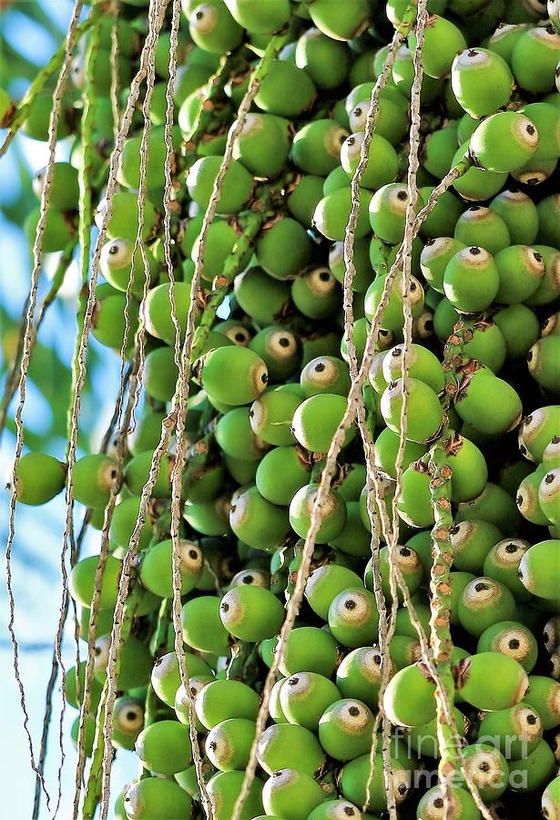 Palm Tree Seed Pods Photograph by Diann Fisher