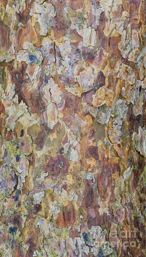 Pine Bark Photograph By Tim Gainey Fine Art America