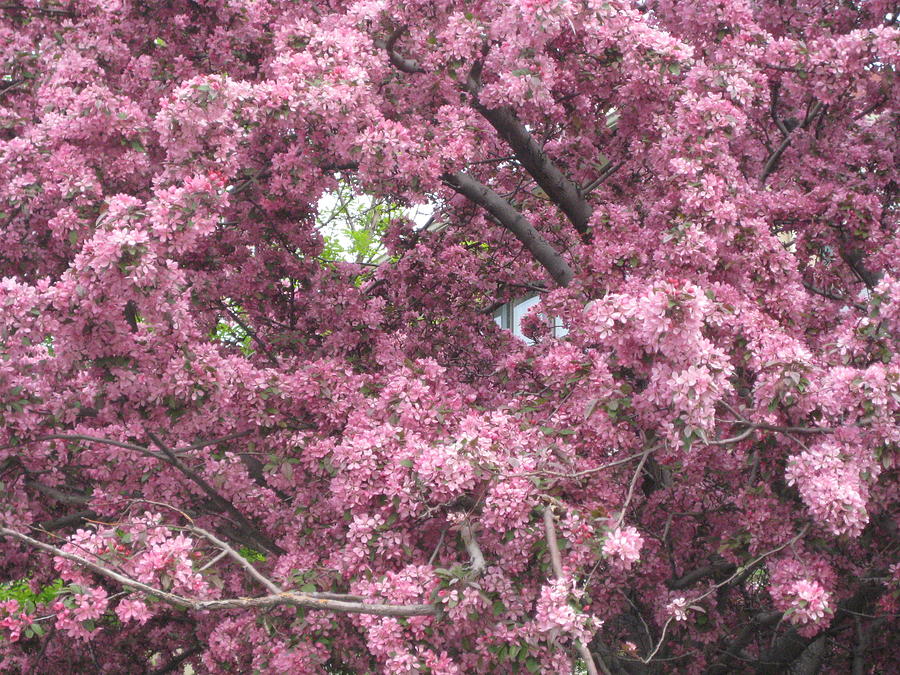 Pink Crab Apple Tree Photograph By Renee Antos 8283