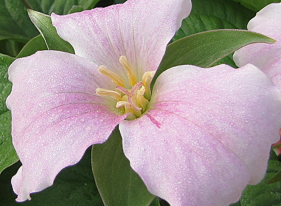 pink trillium photograph by daniel linton pink trillium photograph by daniel linton
